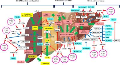 Regulatory Non-coding RNAs Network in Non-alcoholic Fatty Liver Disease